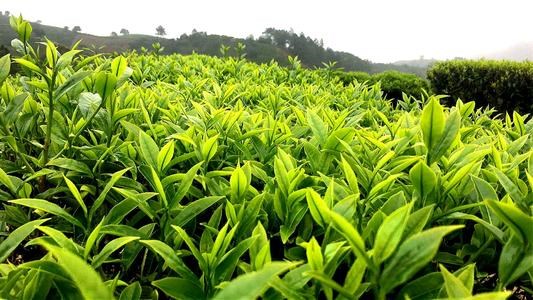 Chaozhou Dancong Tea
