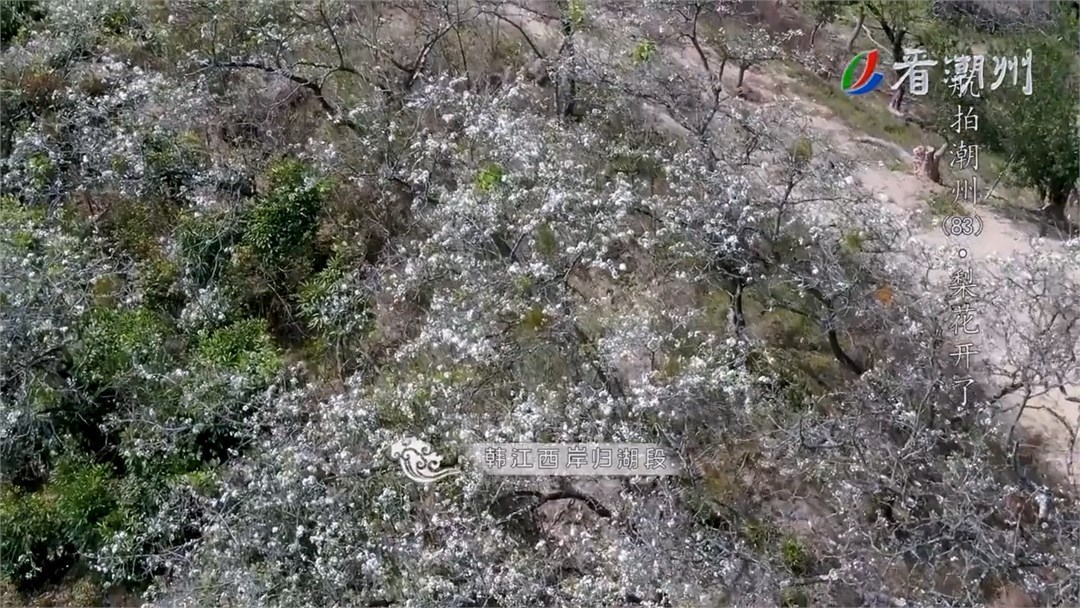 第83集梨花开了