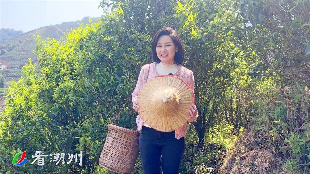 不饮春茶鲜 怎知春光美?