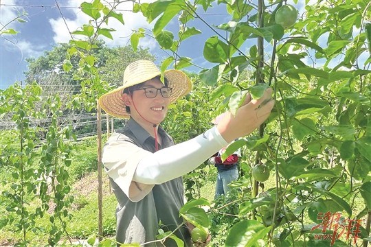 饶平县海山镇: 念好百香果产业“致富经” 做强做大海岛“土特产”