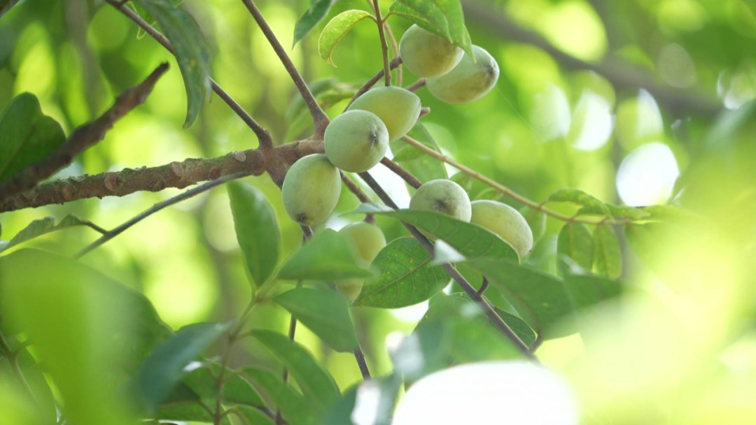 从枝头到餐桌！潮州潮安归湖橄榄宴助推特色产业发展