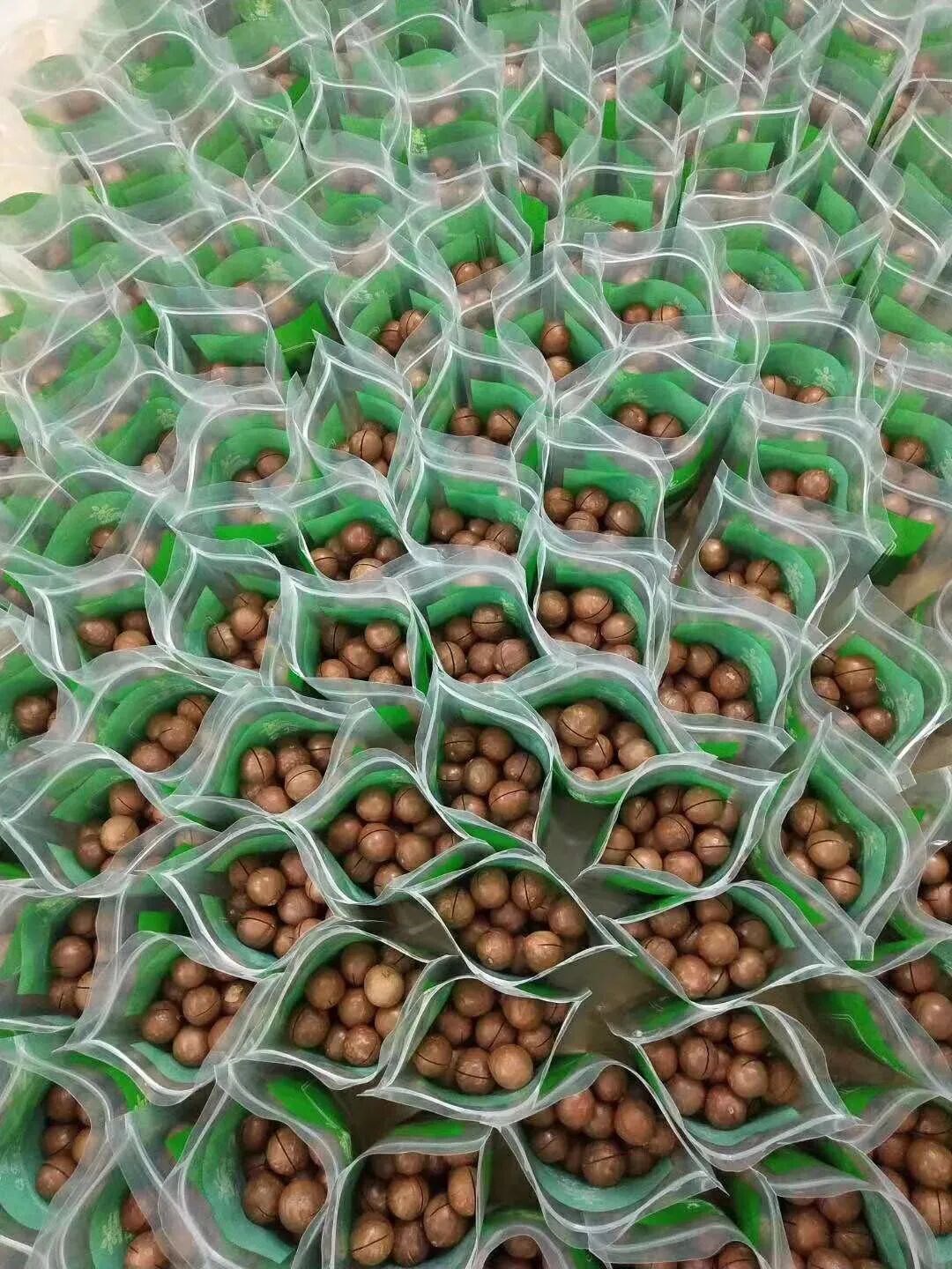 “小坚果”成了“致富果”!潮州市饶平县浮滨镇以“林改”精准培育坚果产业