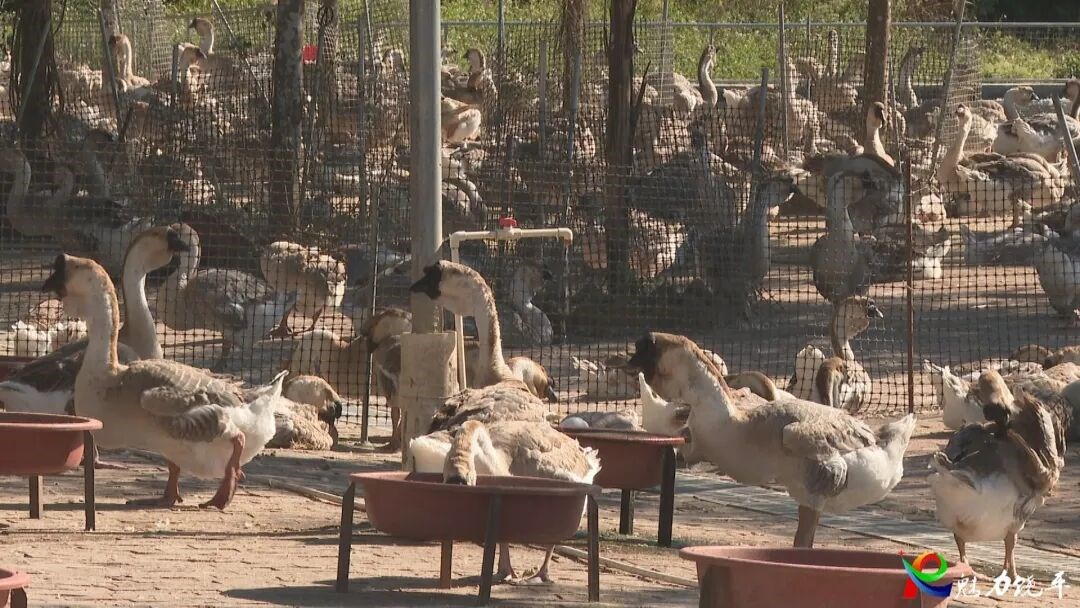 狮头鹅成“致富鹅”!潮州市饶平县“三大引擎”协同发力
