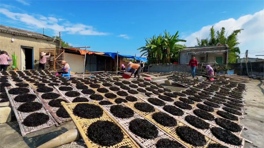去海山寻找“海的味道”