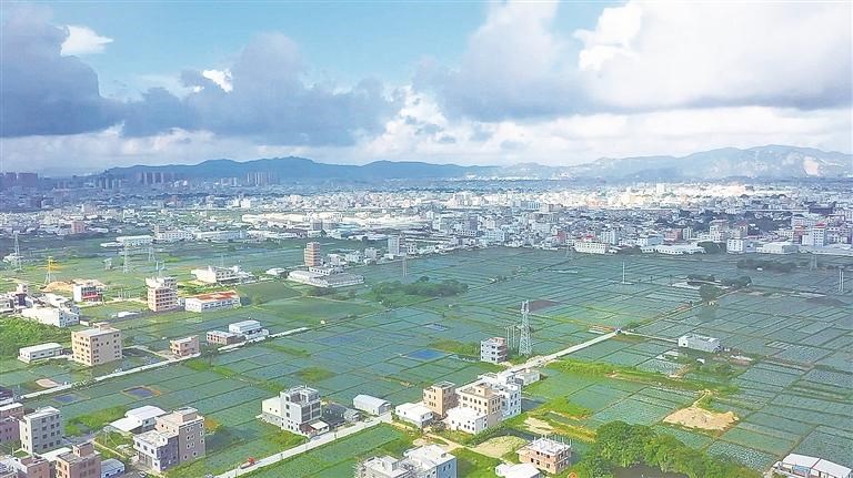 芡实产业年产值突破1.65亿元!潮州市潮安区东凤镇打造富民兴村“金名片”