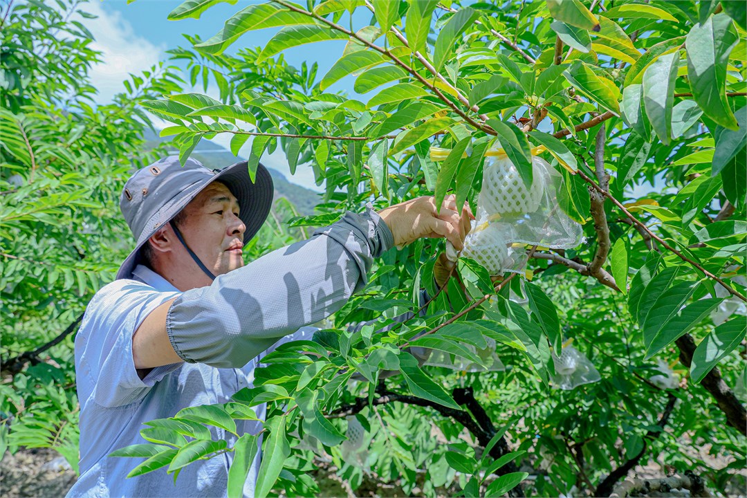 中秋佳节将至,潮州饶平钱东“红玫瑰”林檎走俏市场